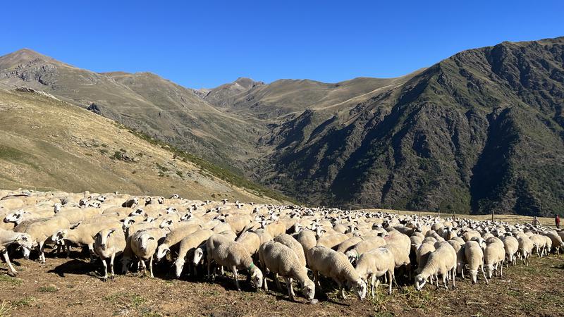 Sheep herd at Pallars mountains