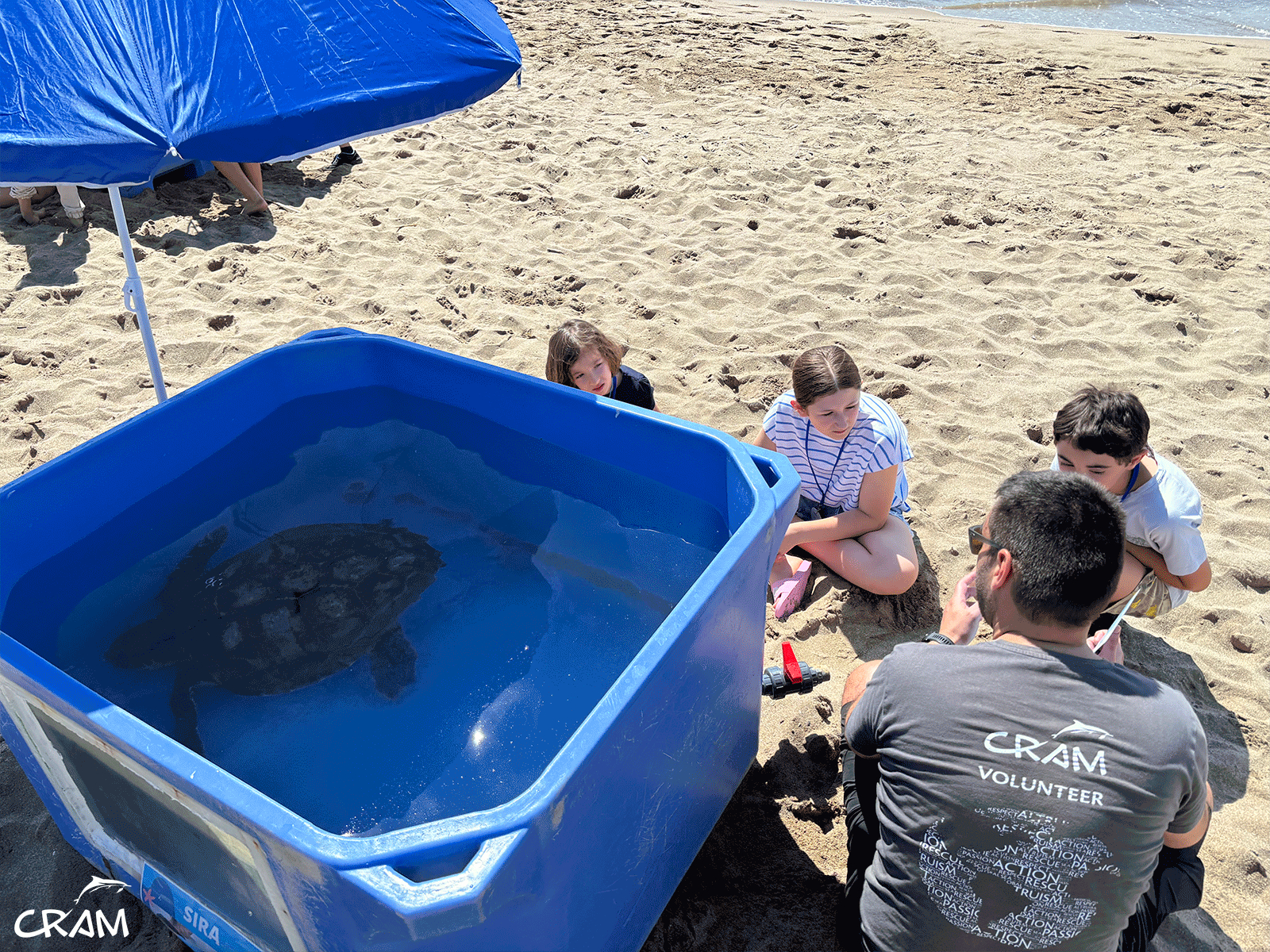 CRAM Foundation volunteers and a sea turtles at El Prat de Llobregat beach on June 2, 2024