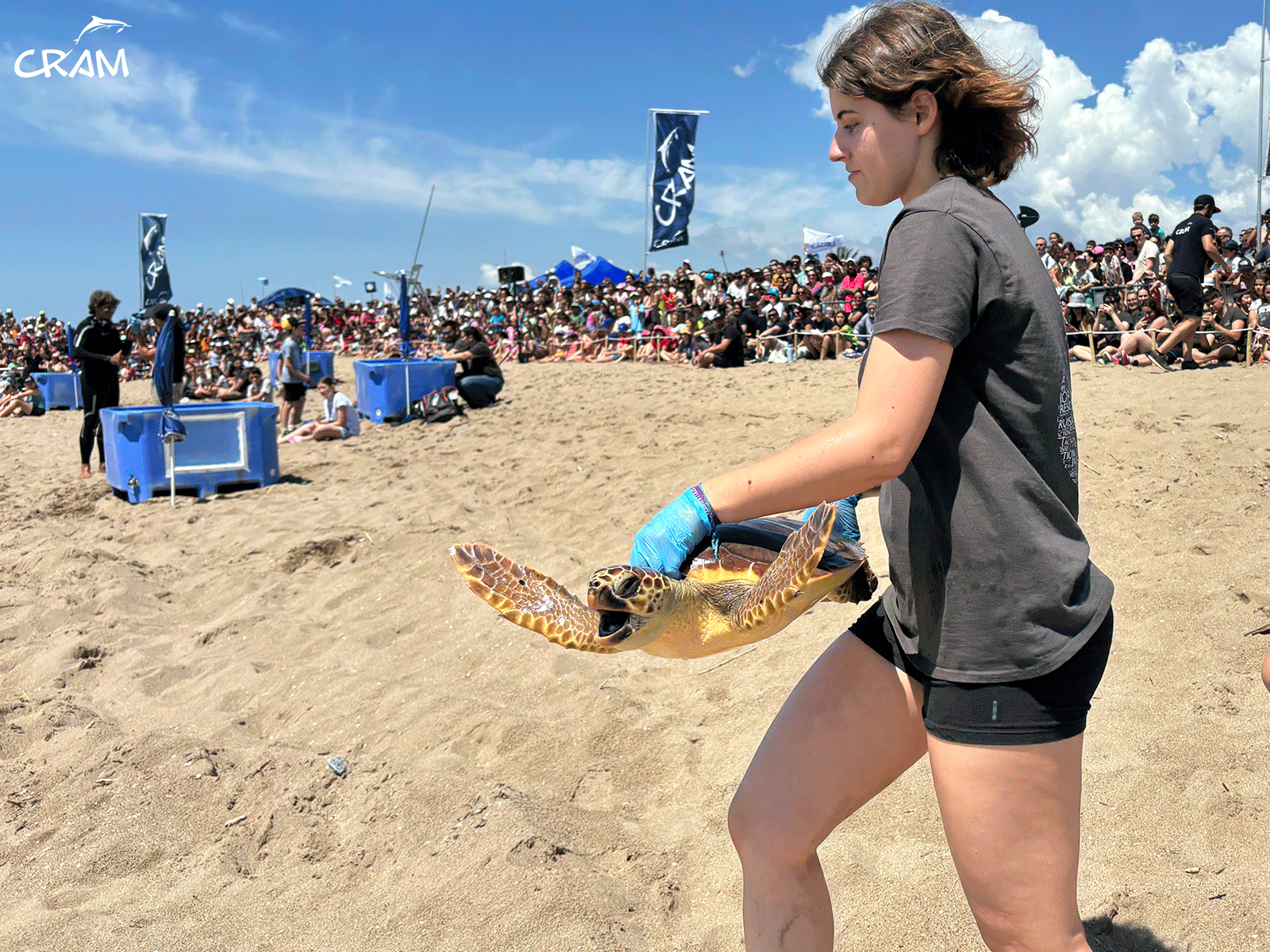 A CRAM Foundation volunteer carries a sea turtle during a release event at the El Prat de Llobregat beach on June 2, 2024