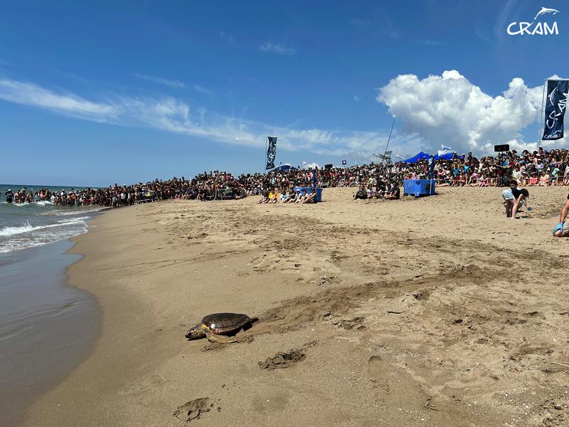 One of the sea turtles released by the CRAM Foundation at El Prat de Llobregat beach on June 2, 2024