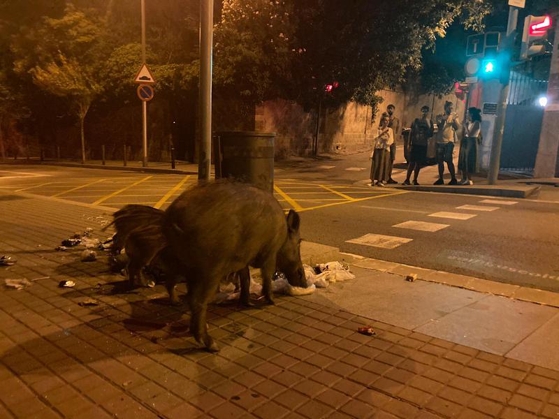 Wild boar rummage through trash in Barcelona 