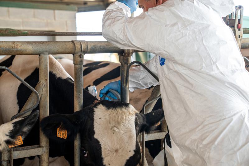 A veterinarian vaccinating against Lumpy Skin Disease on a farm