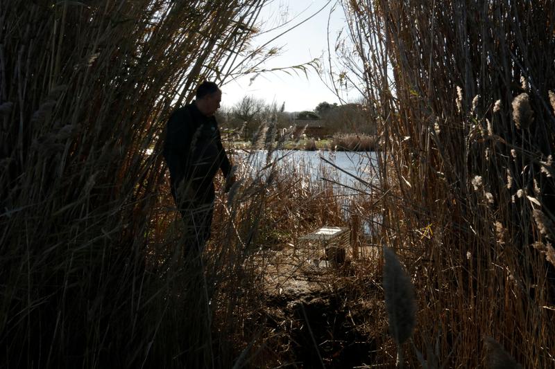 A coypu caught in a trap near Pals in the Costa Brava