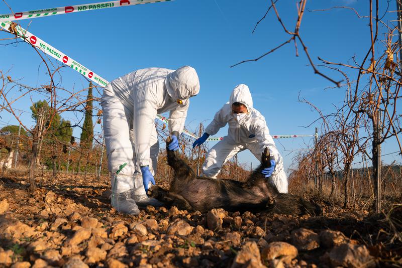El Ministeri d’Agricultura confirma un nou senglar positiu de PPA a prop del límit del radi de sis quilòmetres 