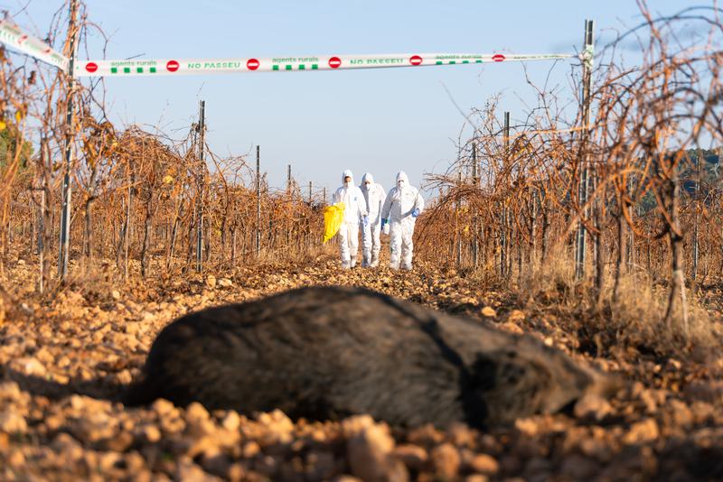 Rural Agents approach a dead wild boar