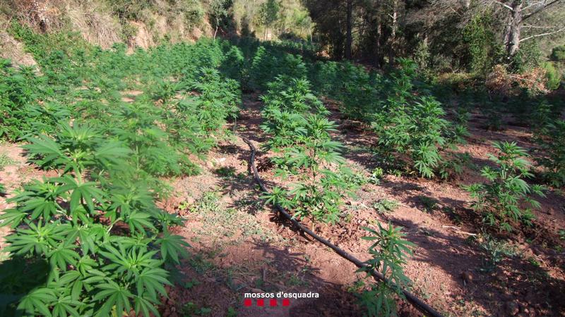 Marijuana plants found in Port d'Armentera, southern Catalonia