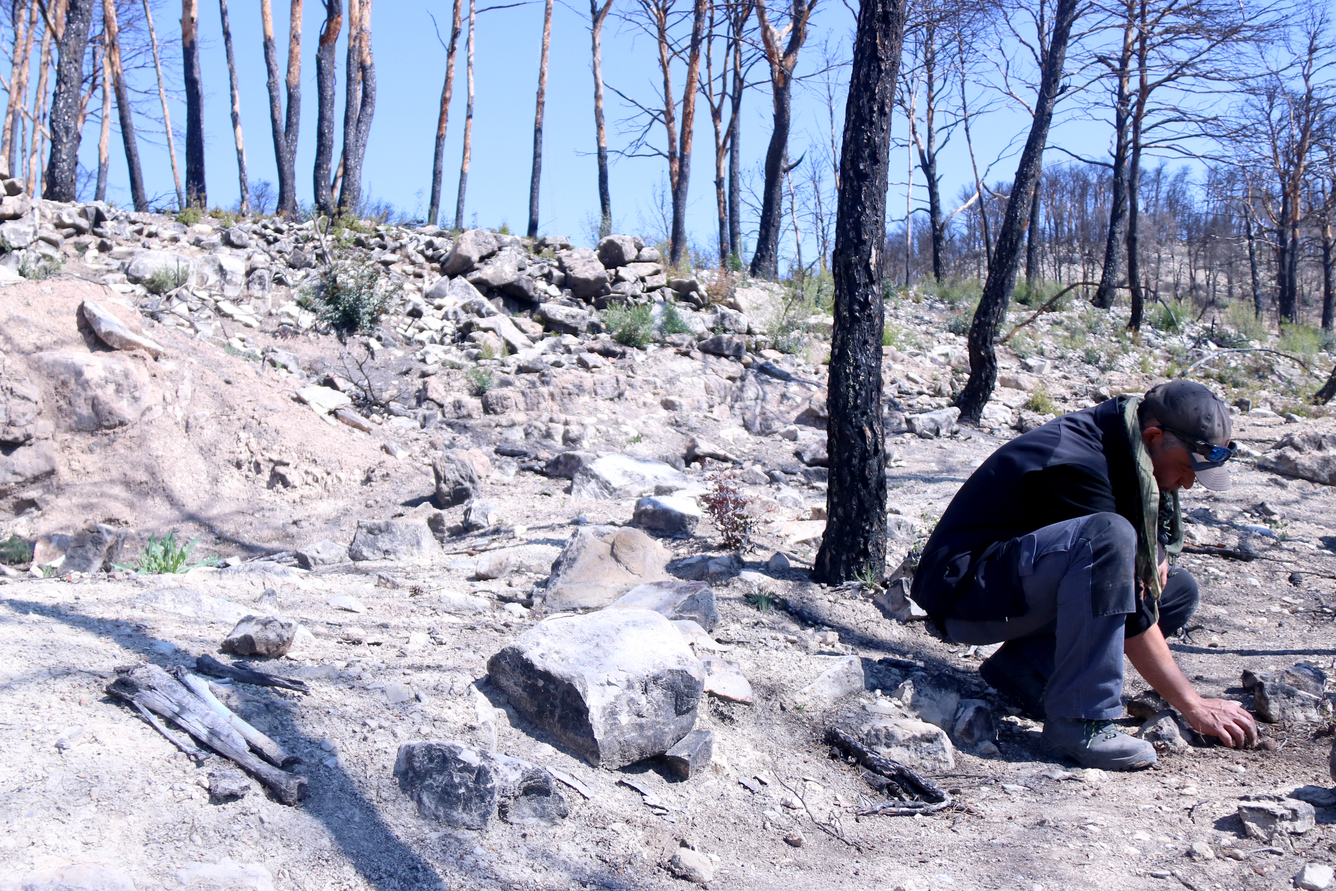 Local Esteve Corbella searches in the burned area in Corbera d'Ebre almost one year after a wildfire, where he found some bones from Spanish civil war soldiers