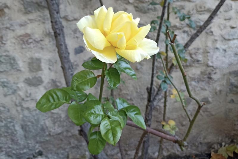 A rose in bloom in Olot on January 1