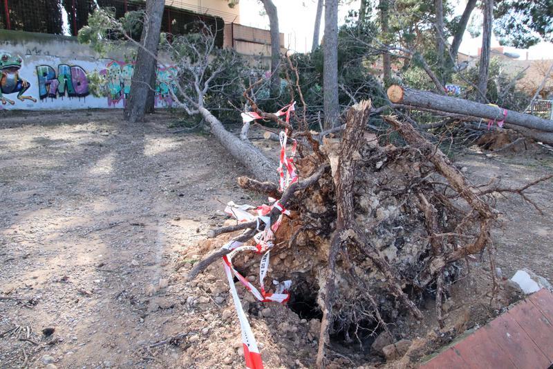 Archive image of a fallen tree in Tarragona