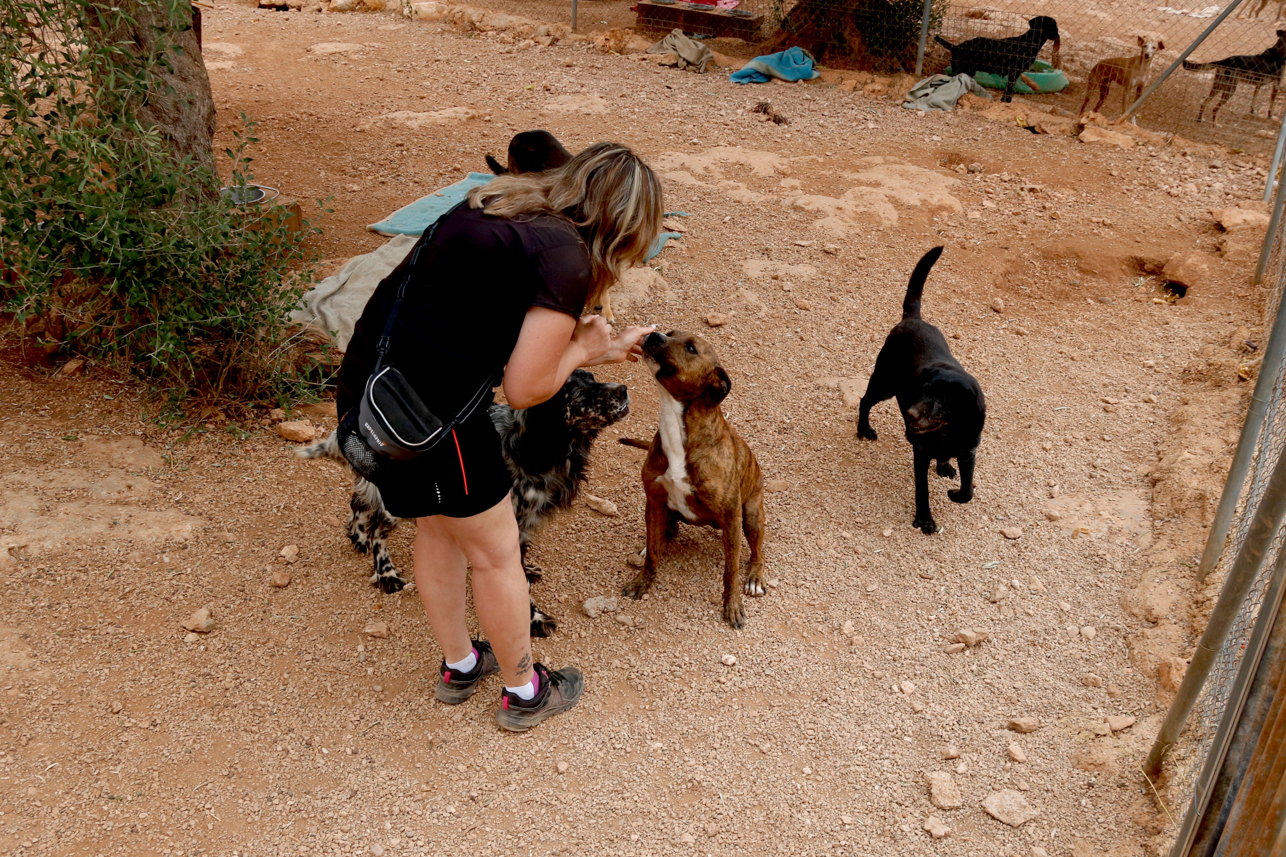 Susi Gómez, volunteer of the shelter, with the dogs