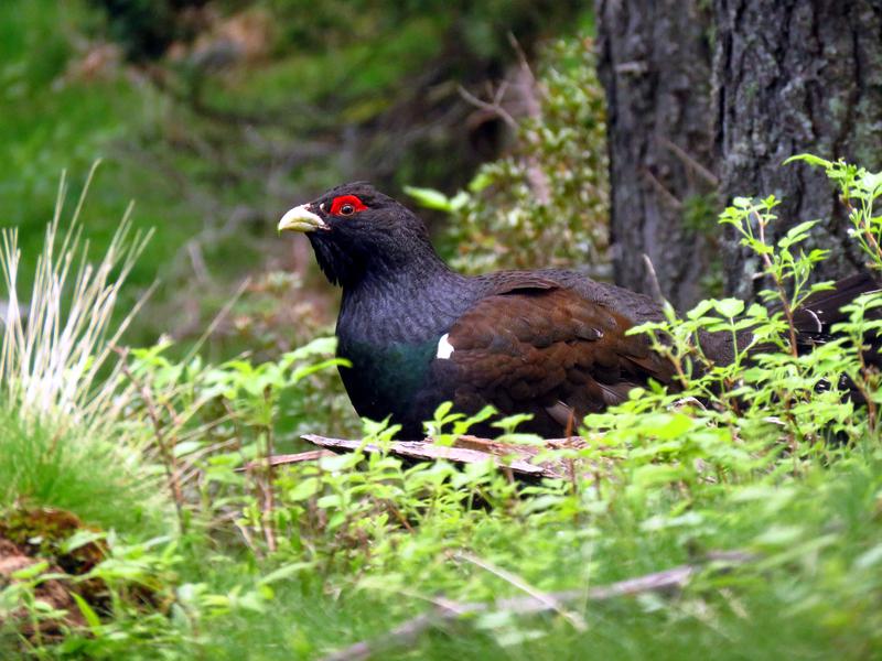 A male capercaillie 