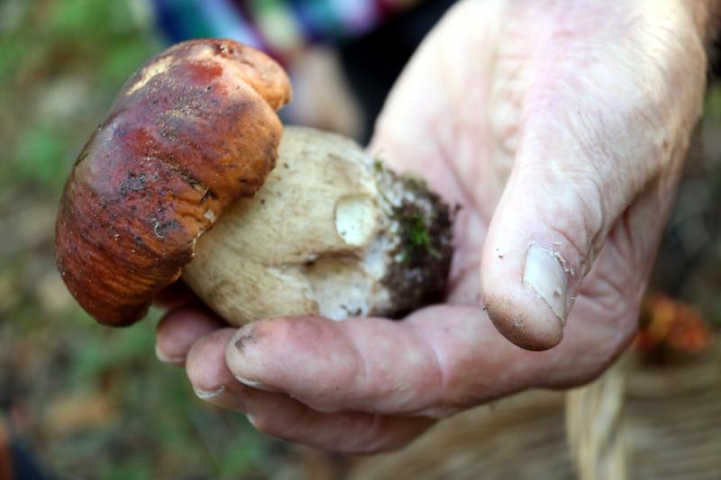 A mushroom hunter holds a cep in his hand