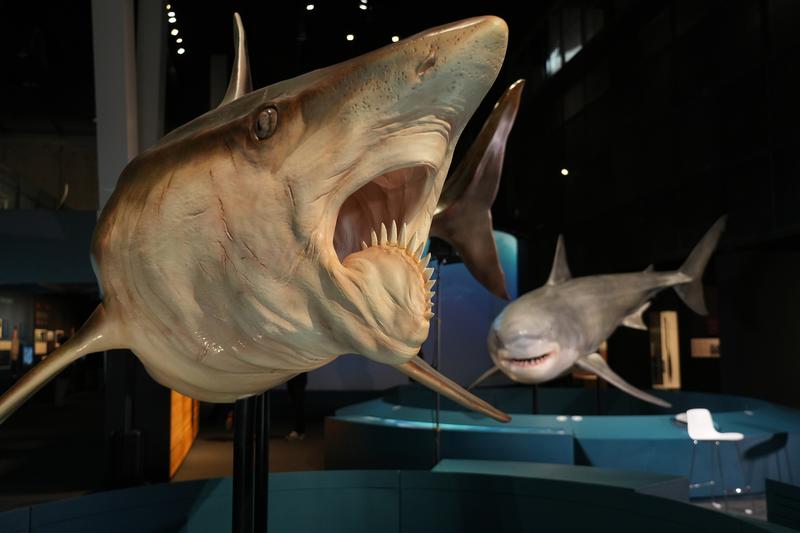 The exhibition 'Sharks: Guardians of the Ocean' at CosmoCaixa in Barcelona