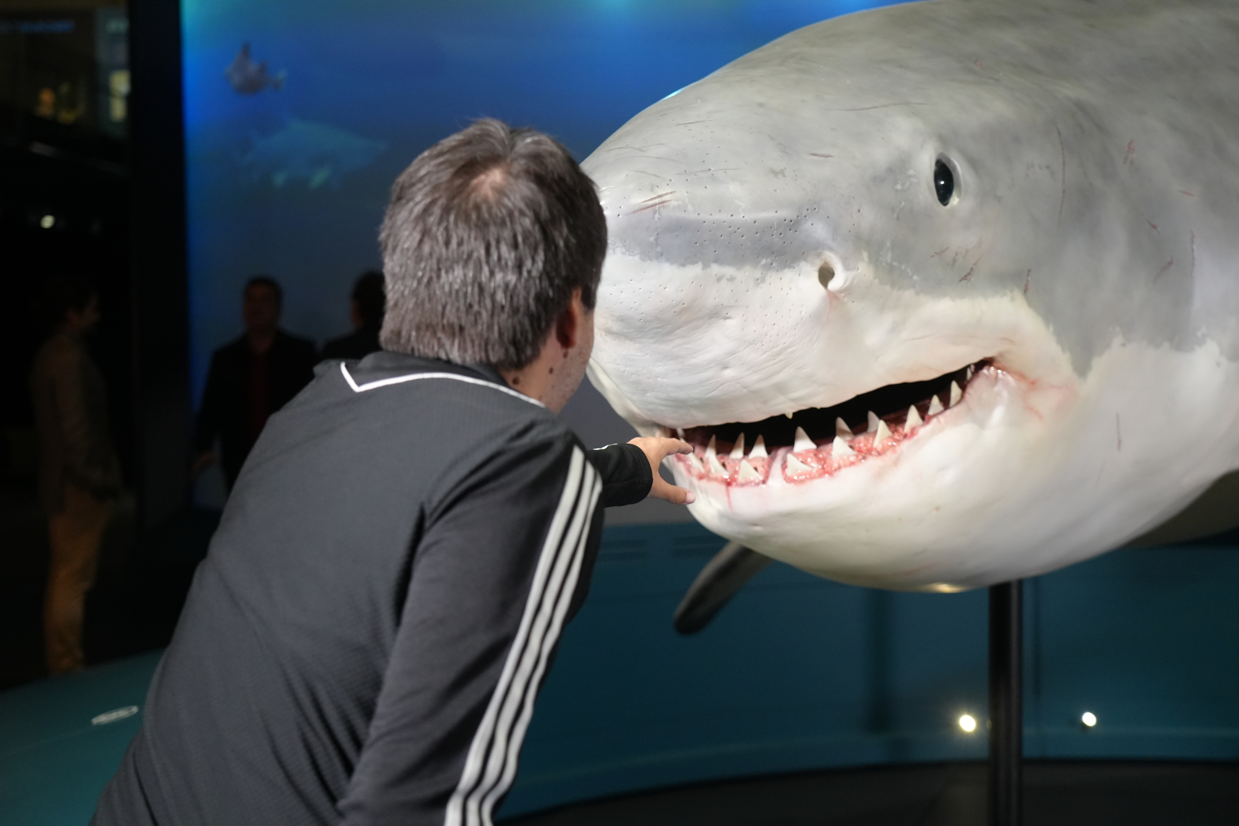 A visitor at the sharks exhibition in CosmoCaixa