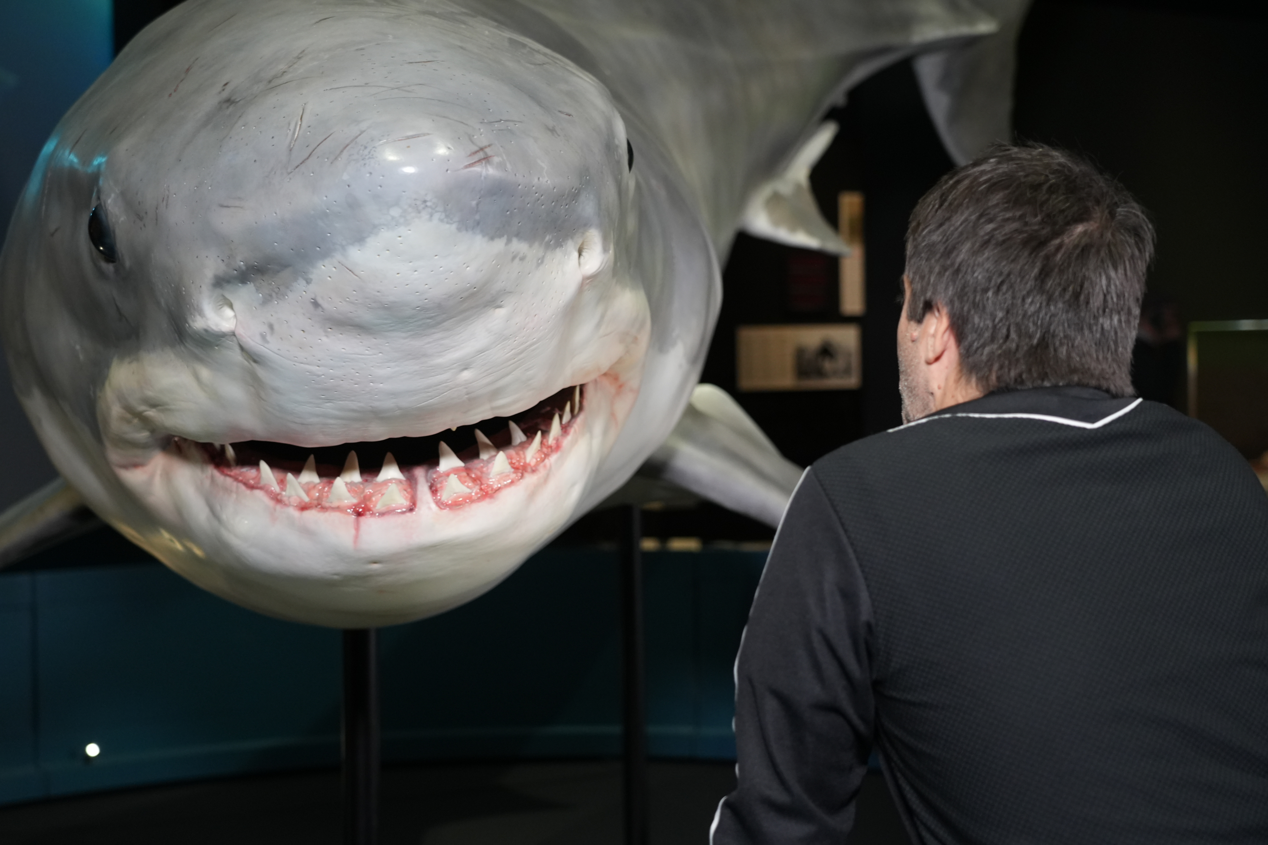 A visitor observing one of the models in the exhibition 'Sharks: Guardians of the Ocean' at CosmoCaixa in Barcelona