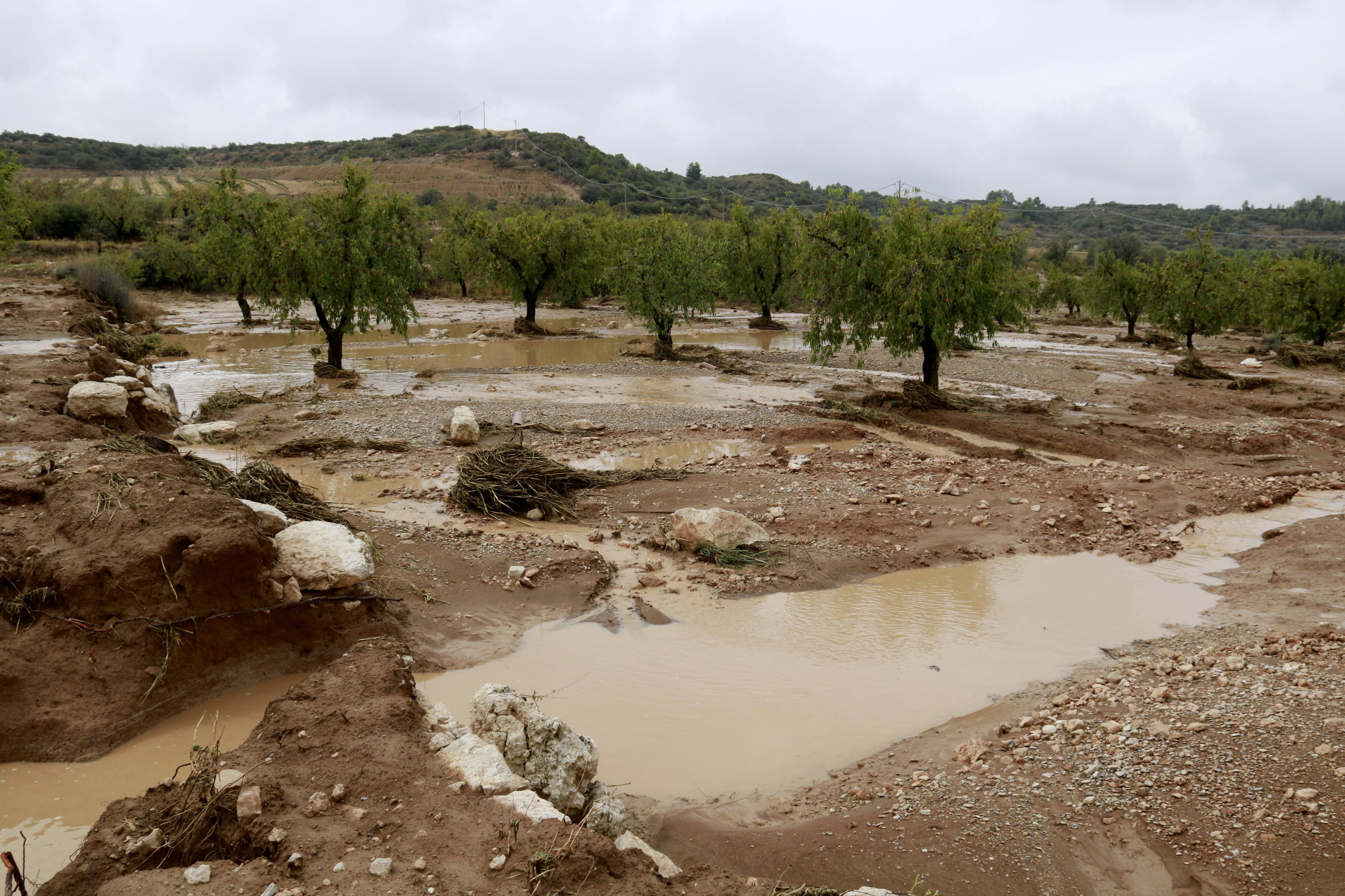 An almond field flooded in Castelldans, western Catalonia