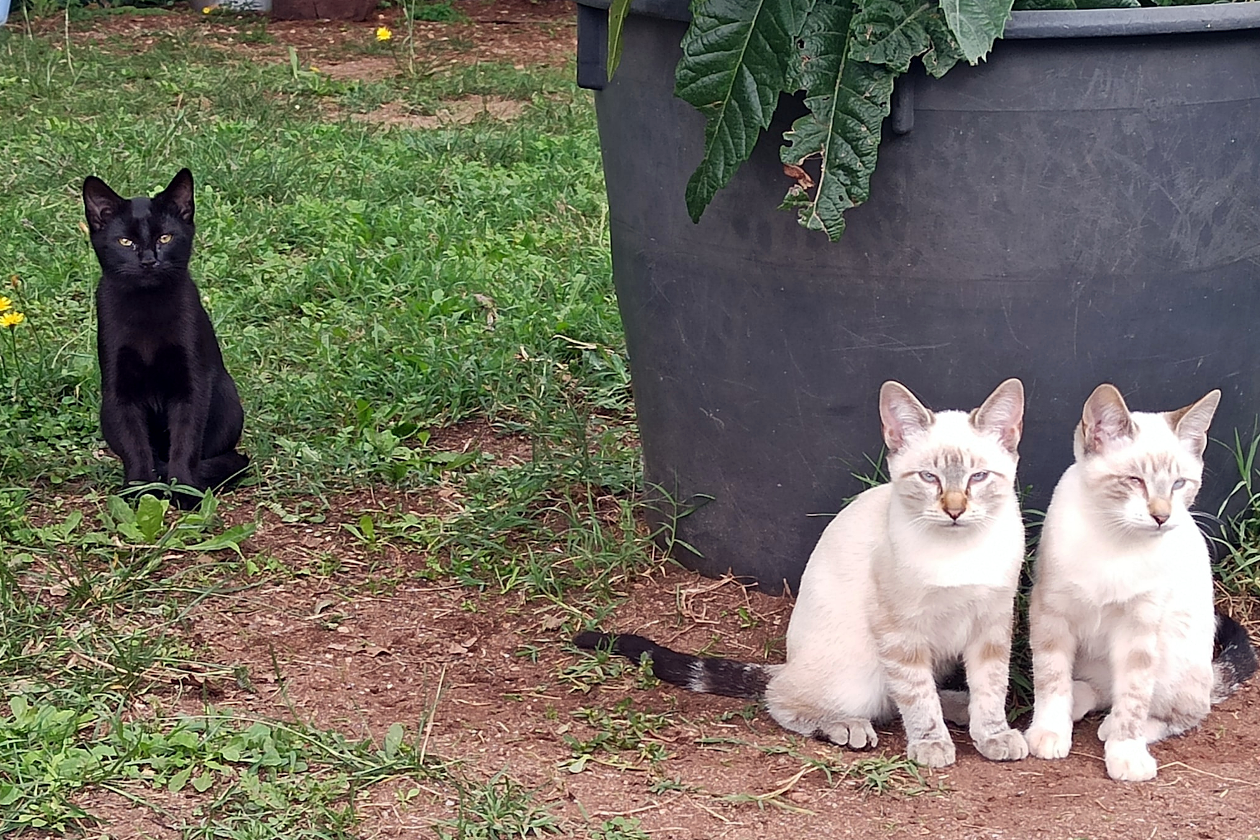 File image of two white cats and one black cat