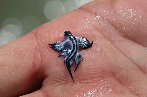 A blue dragon was spotted on the beach of the Valencian municipality of Canet d'en Berenguer