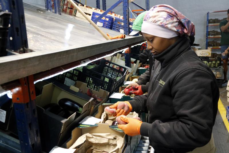 A Talkual worker preparing boxes of fruit and vegetables at the company’s facilities in Bellpuig
