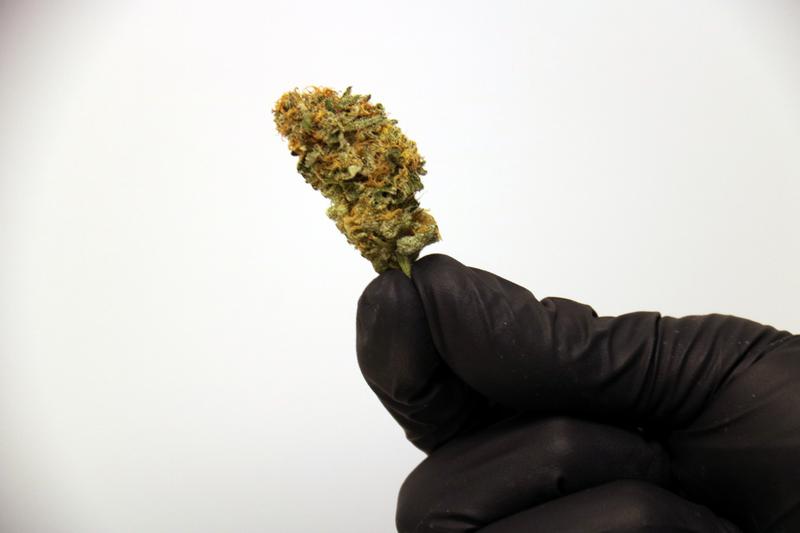 A cannabis bud grown by Canamedics, the only company in Catalonia licensed to grow medical marijuana