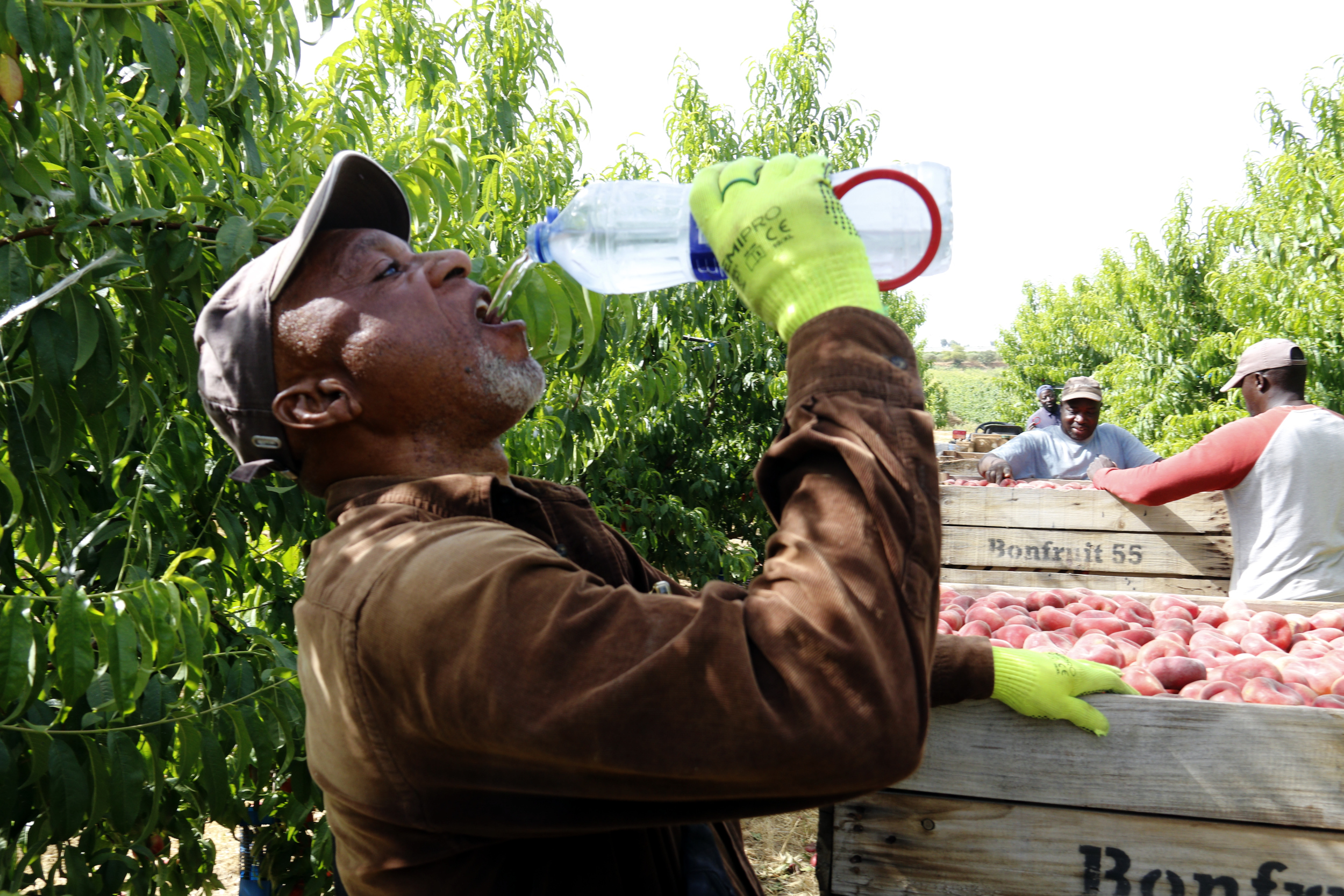 An agricultural worker drinks water on a farm during hot temperatures
