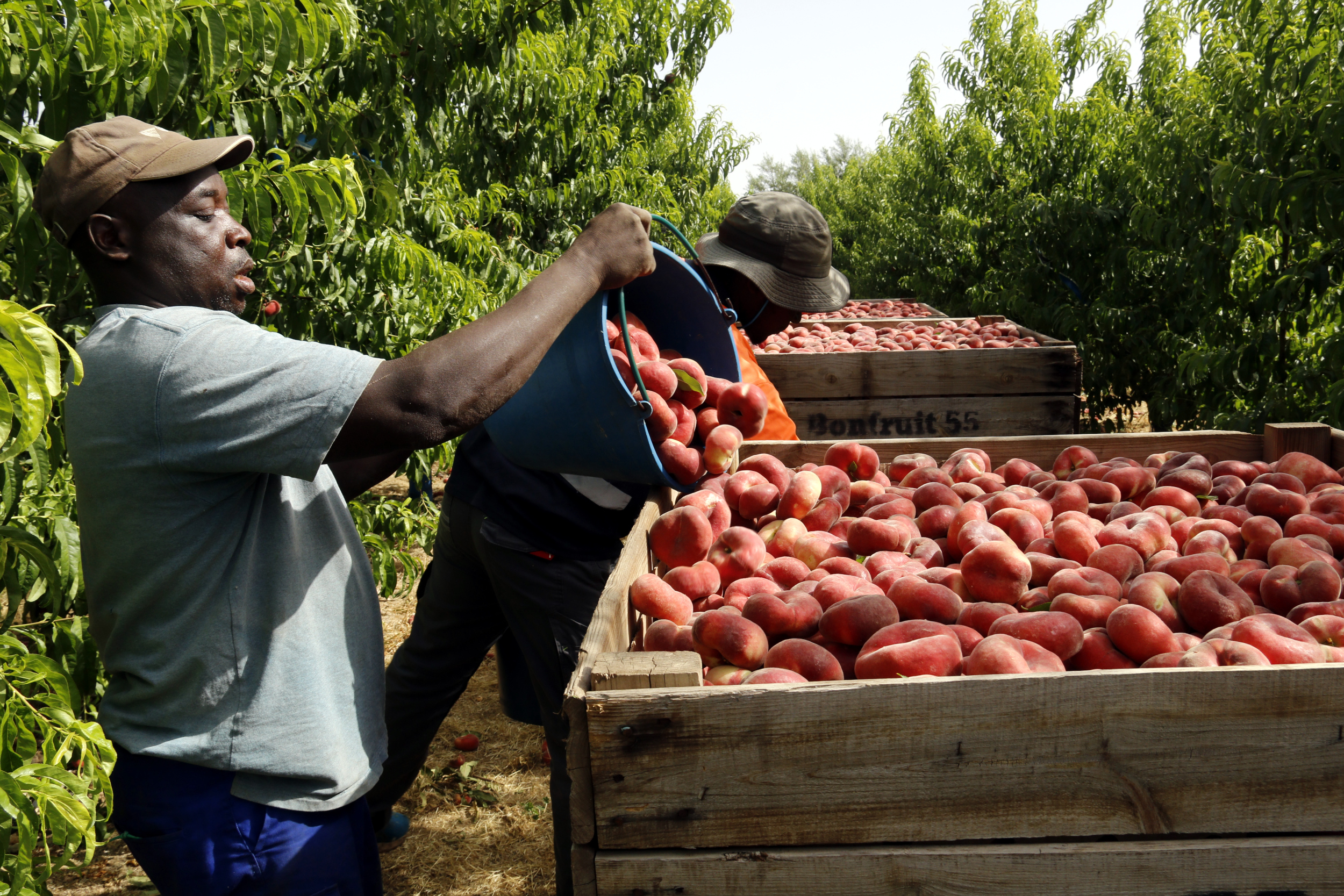 An agricultural worker pours freshly harvested flat peaches into a crate on a farm in Els Alamús, Segrià