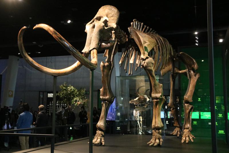 The skeleton of a 50,000-year-old Siberian mammoth exhibited at the CosmoCaixa Science Museum in Barcelona