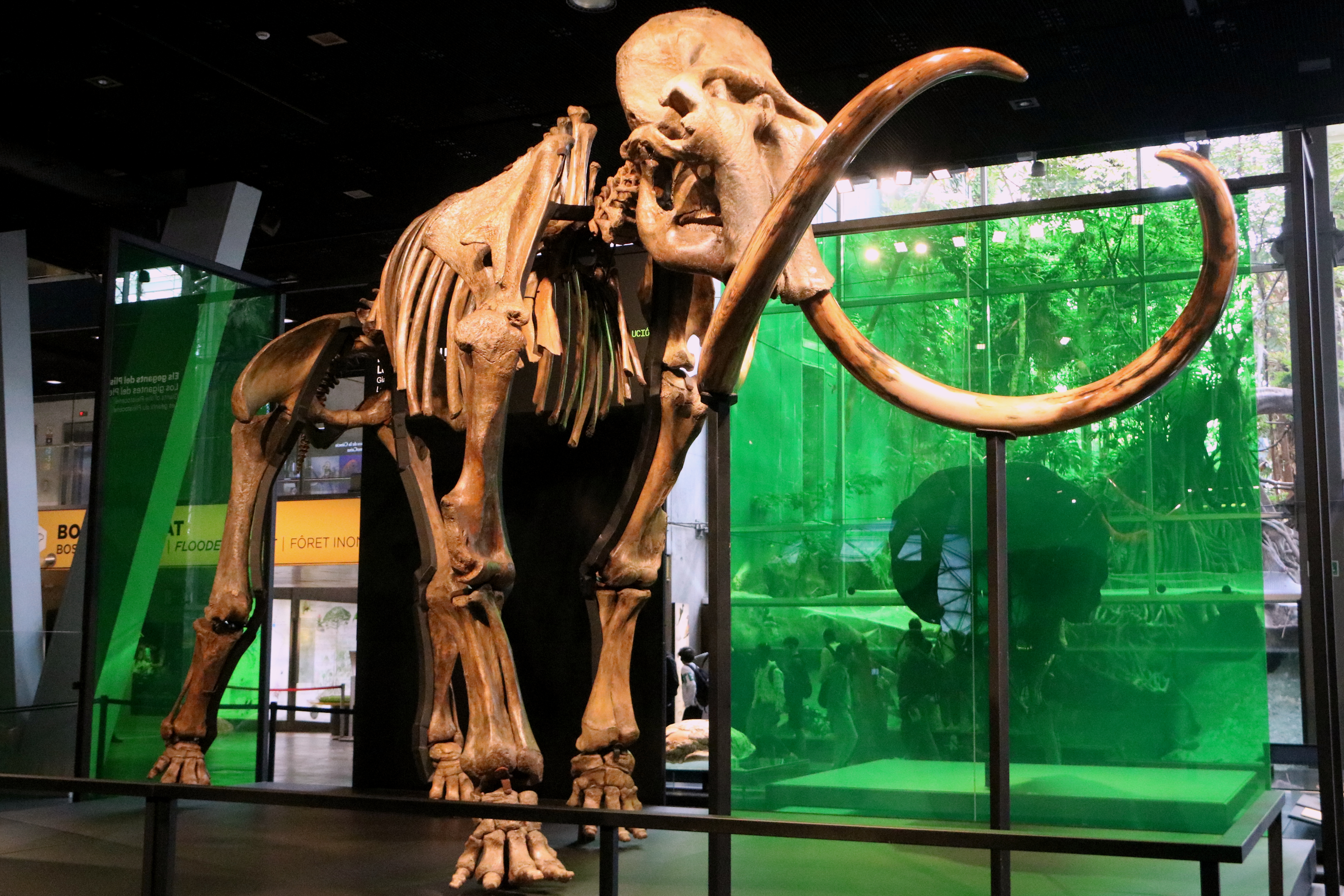The Siberian mammoth will be part of the CosmoCaixa exhibition