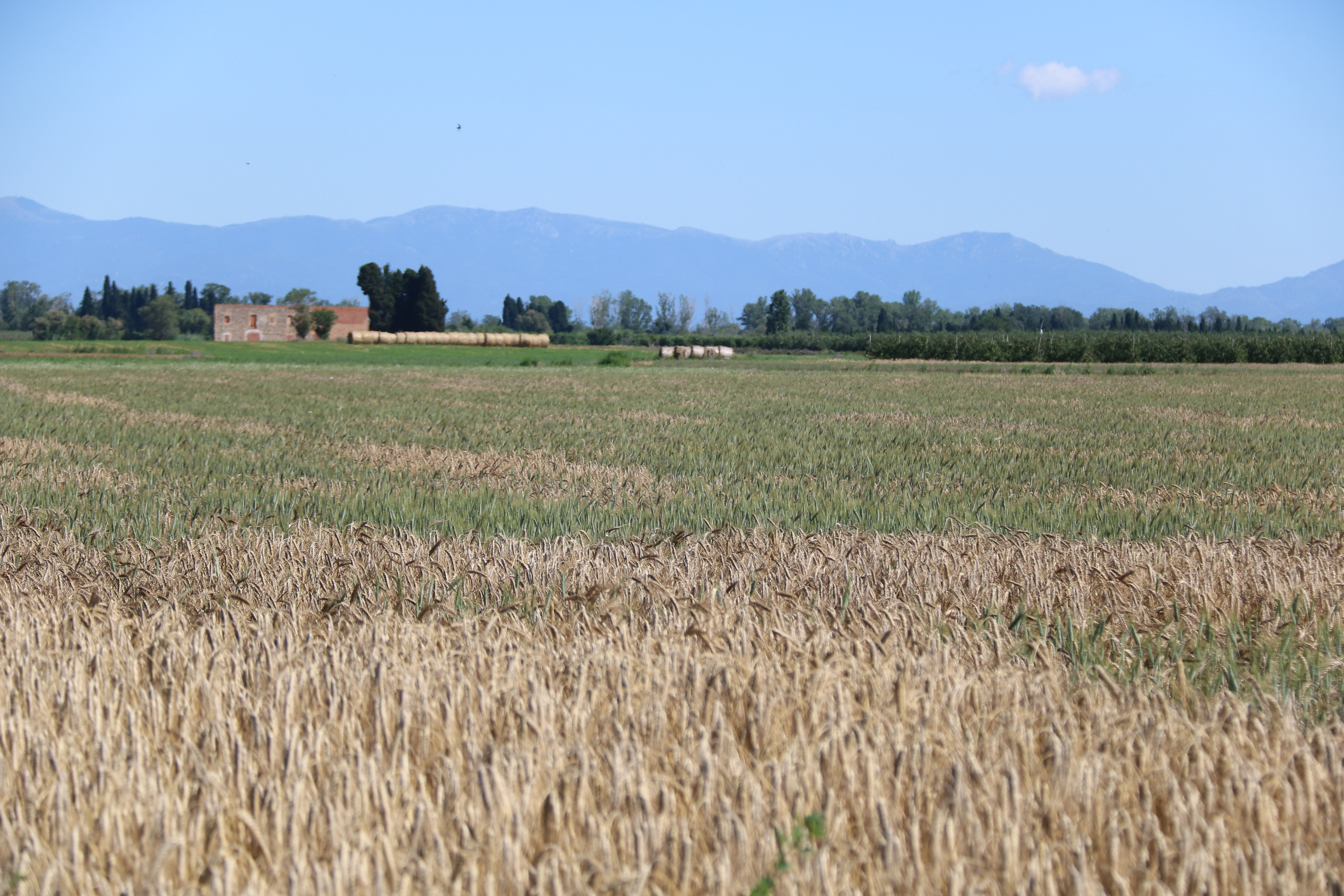 Fields in Ventalló, Alt Empordà