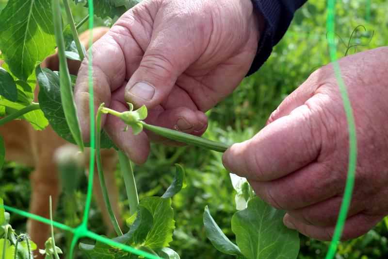 Pea plants stayed small due to drought