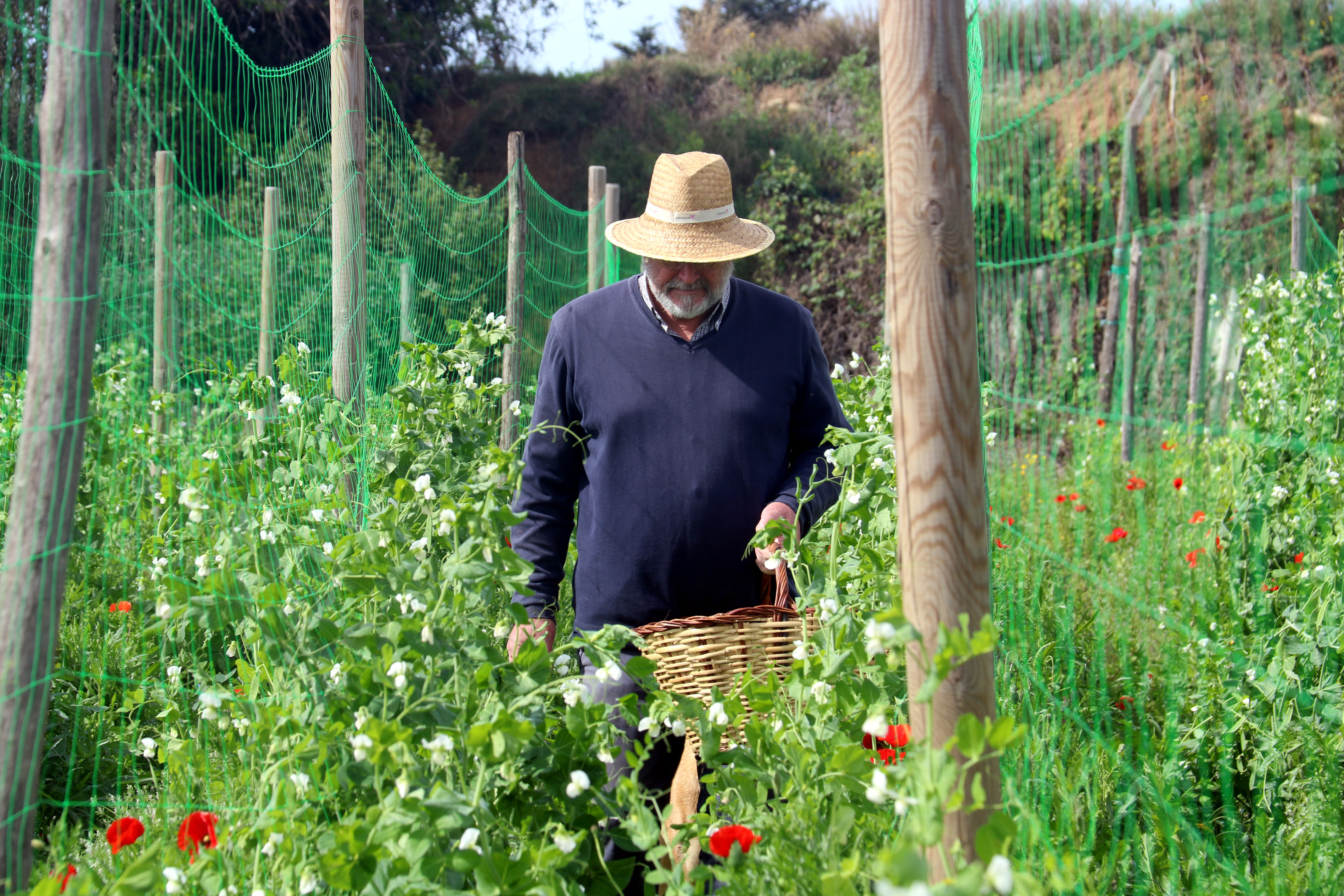 Joan Mora walking through his field with pea plants