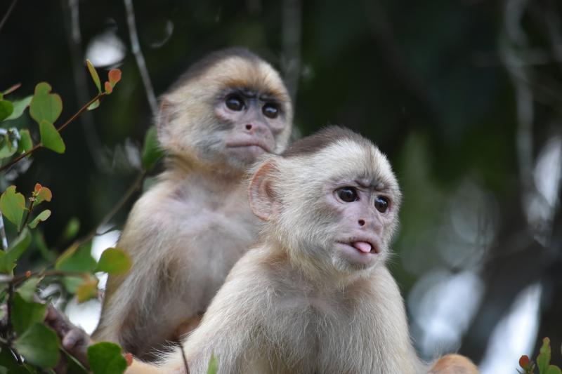 Two Spix's white-fronted capuchin monkeys (Cebus unicolor)
