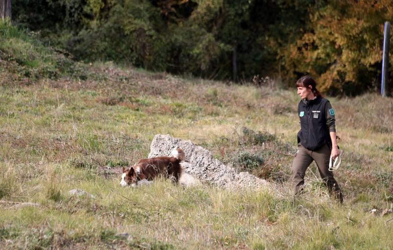 A Rural Agent and dog combs an area near Sabadell for wild boar