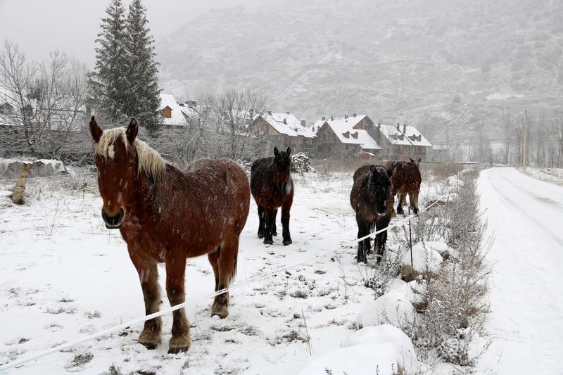 Horses in the snow in the village of Esterri d'Àneu, Pallars Sobirà county, in the Pyrenees