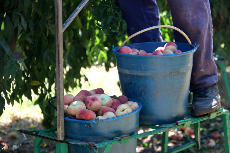 Peaches recently picked in western Catalonia