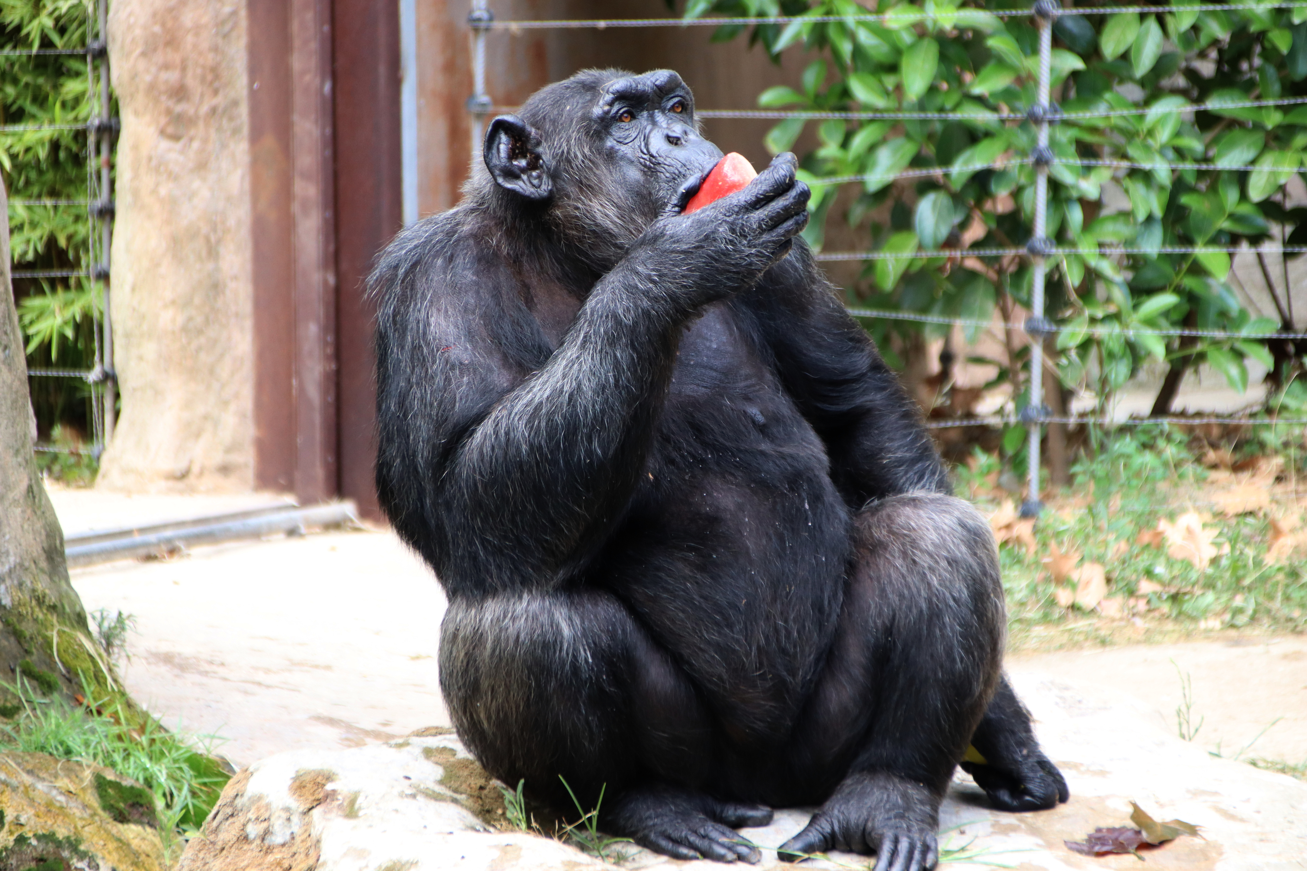 A chimpanzee from Barcelona's Zoo eating a frozen fruite milkshake