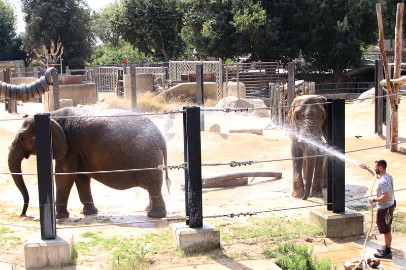 A zoo caretaker watering the elephants