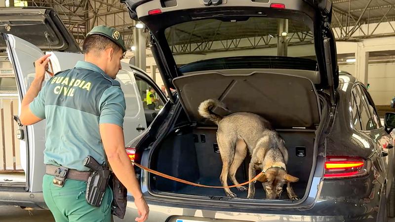 Working dog Amy inspects a vehicle's boot