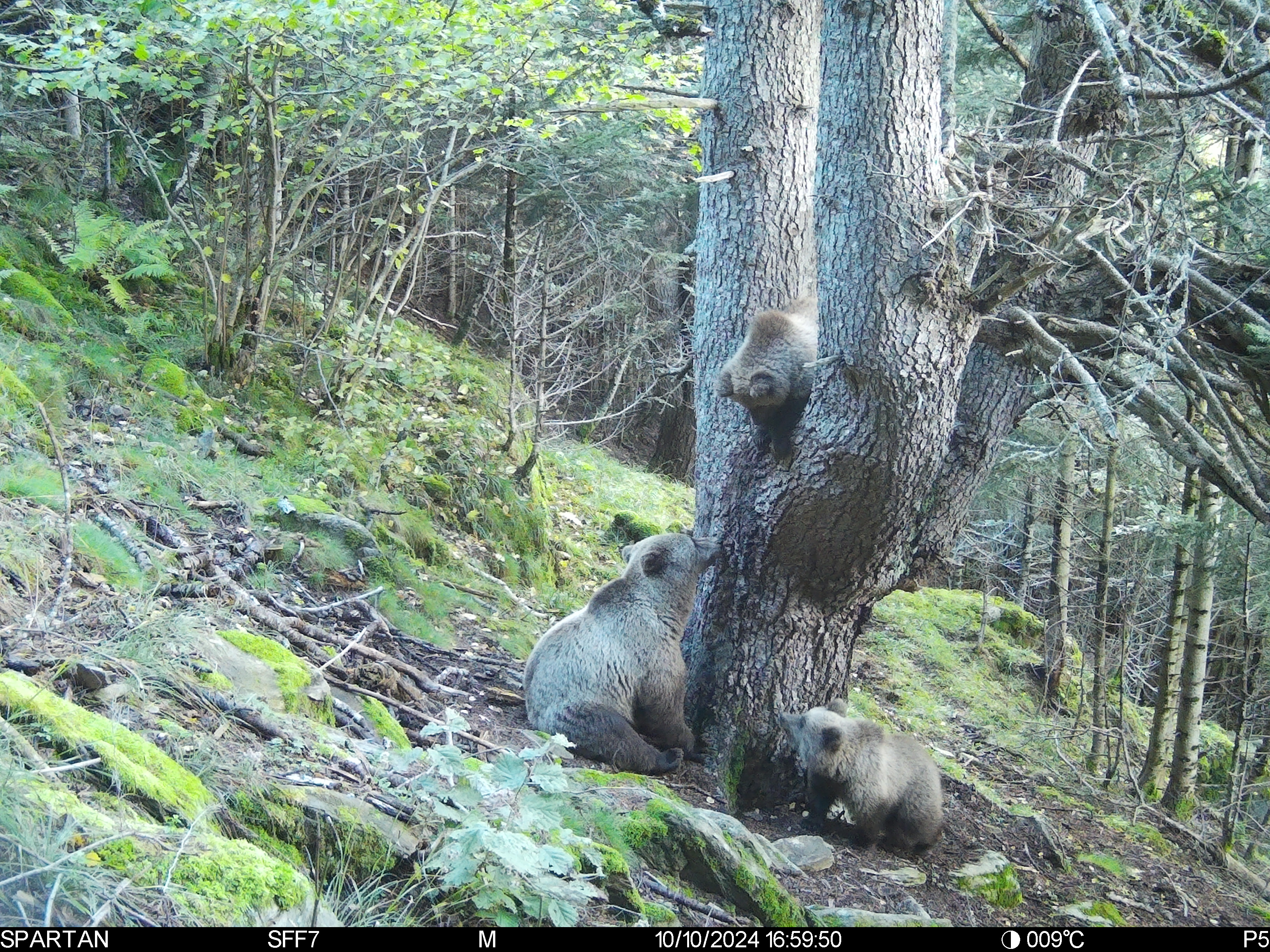 A female bear and two cubs