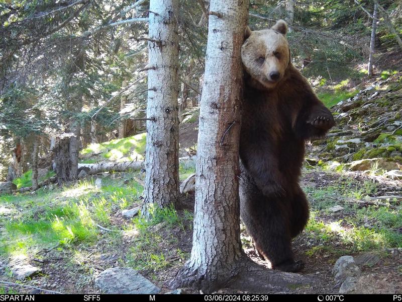 A brown bear in the Pyrenees