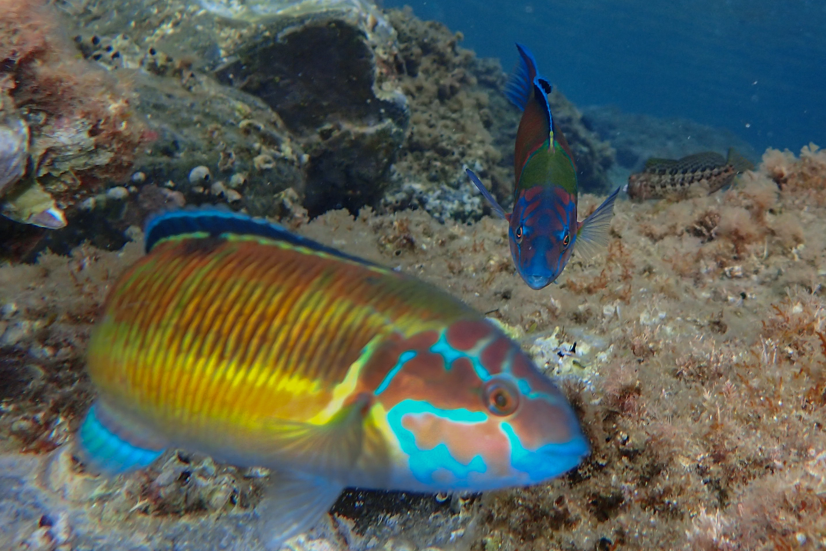 An ornate wrasse in Cap de Creus natural park
