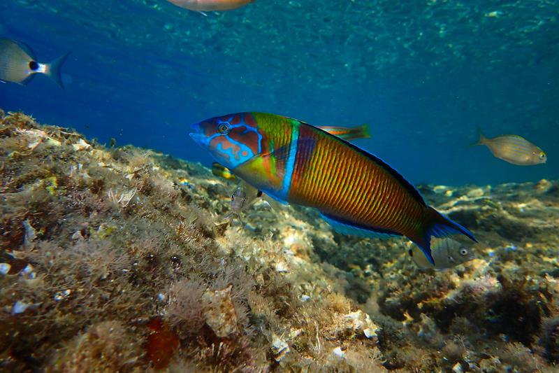 An ornate wrasse in Cap de Creus natural park