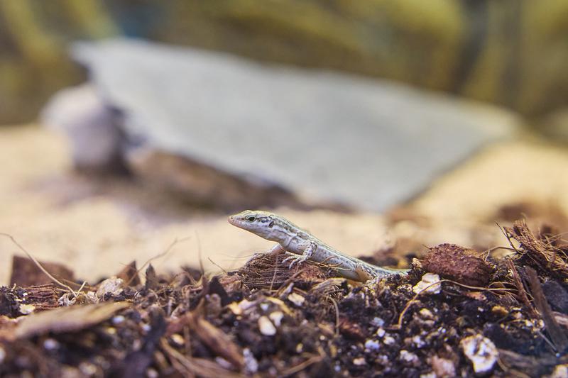 Pityusic wall lizard at the Barcelona Zoo