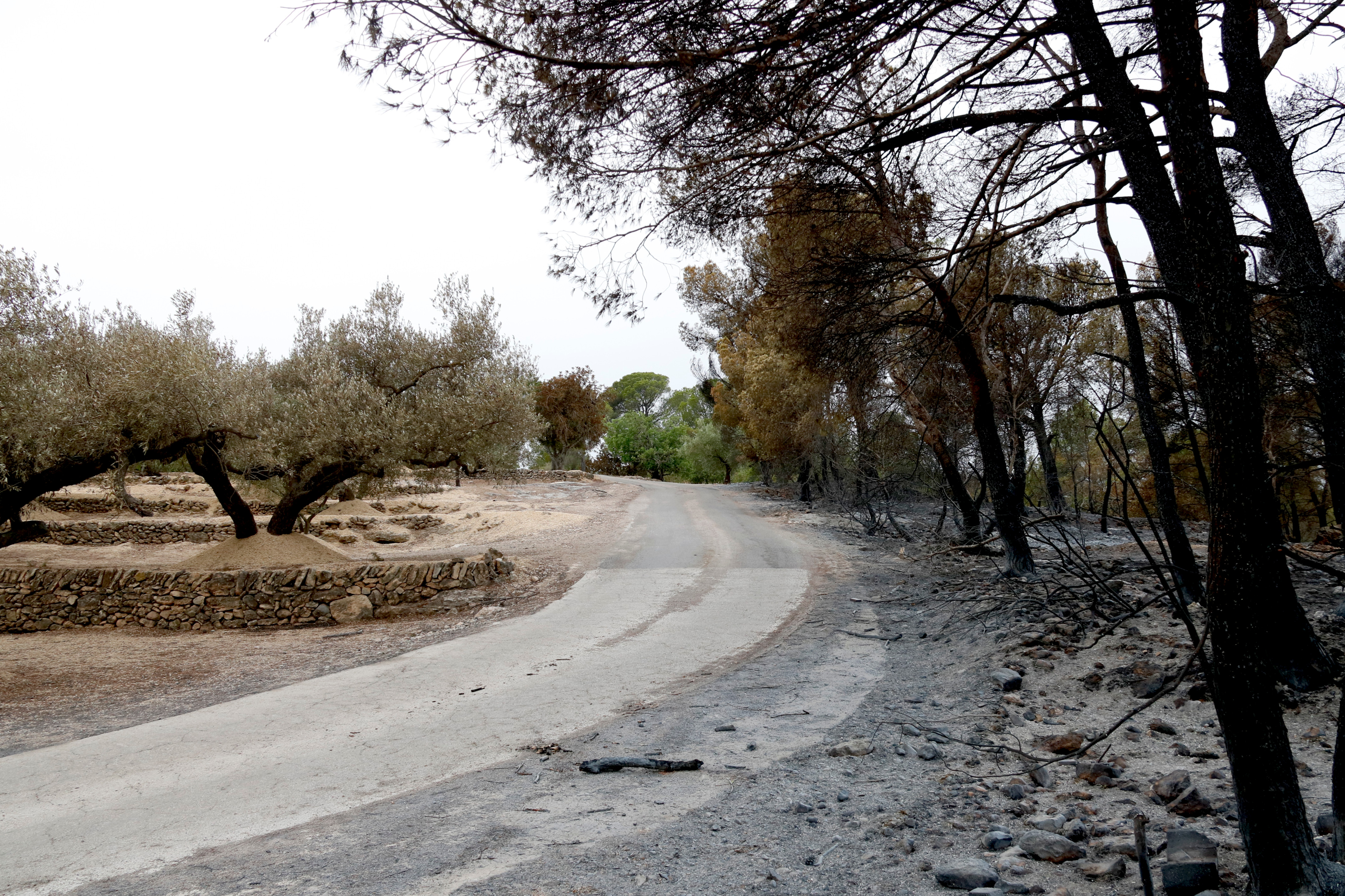 An olive tree field that stopped the fire from reaching the town