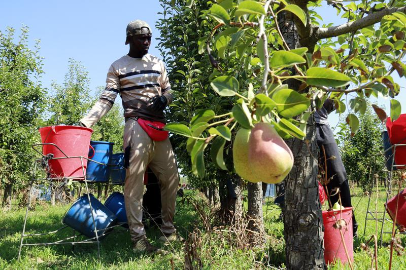 Workers picking up pears in a field in Alamús (Segrià).