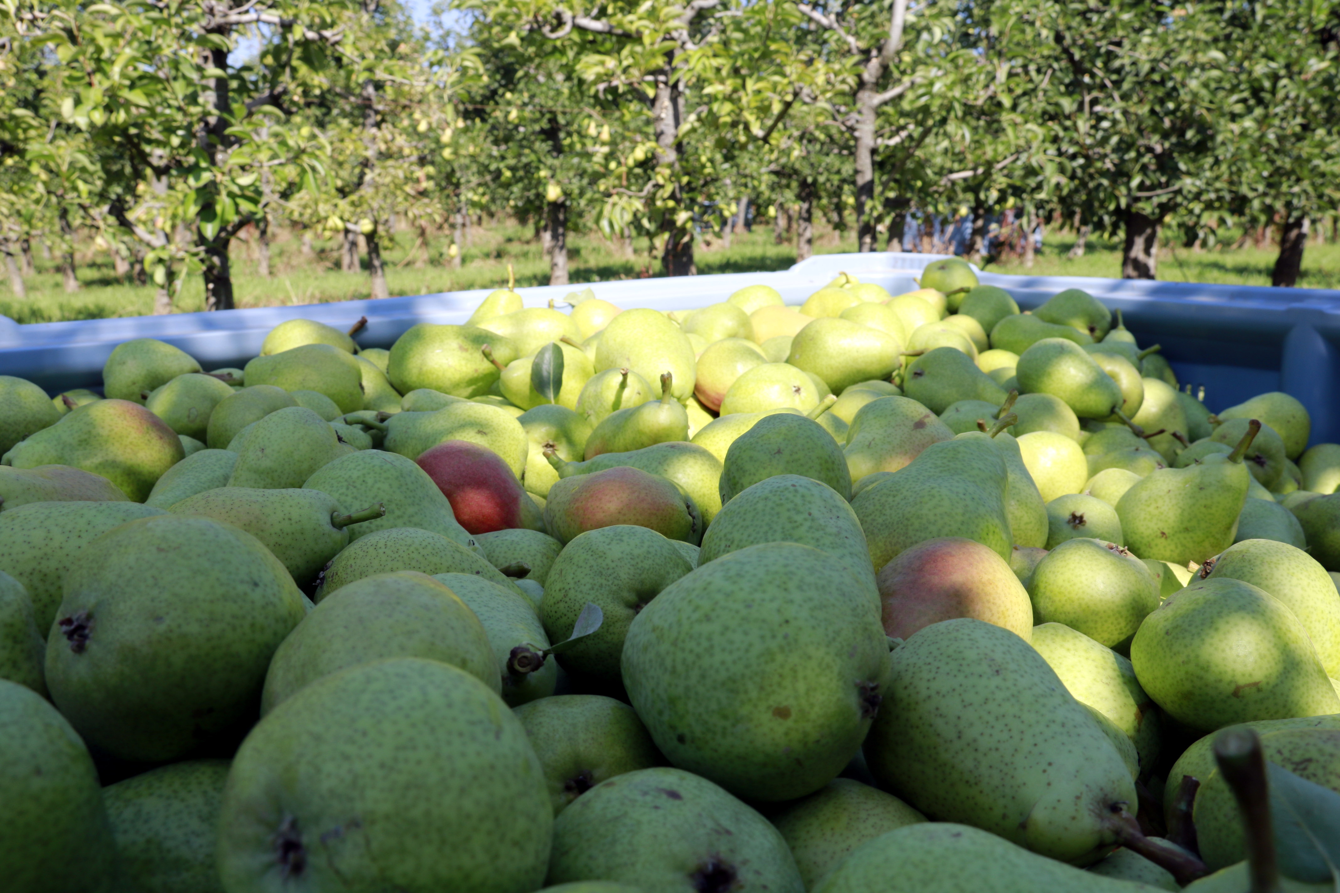 A basket of common pear, known as 'pera llimonera' in Catalan.