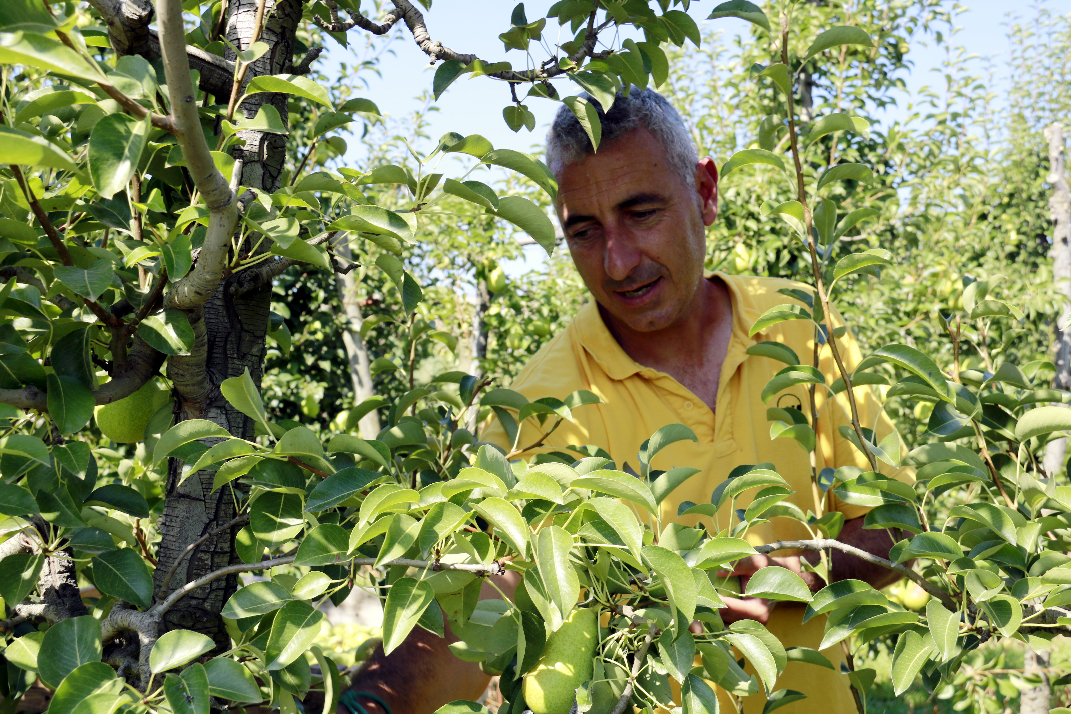 Jaume Gardeñes, from Farmer's Union, working on his estate in Alamús.