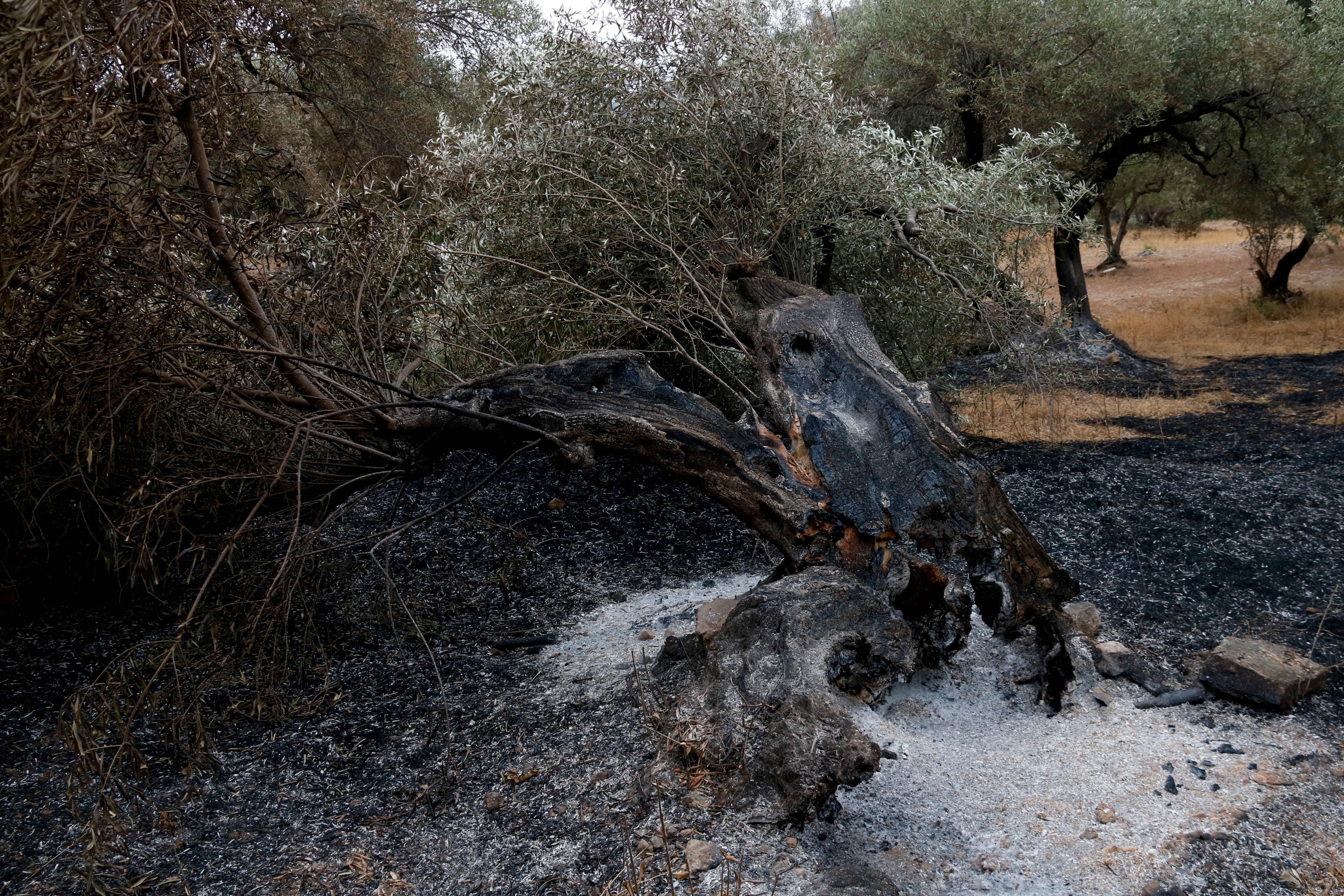 A tree burned down due to the Paüls wildfire
