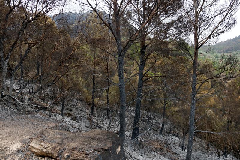 El Govern decreta un dia de dol oficial per la mort del bomber a l'incendi de Paüls