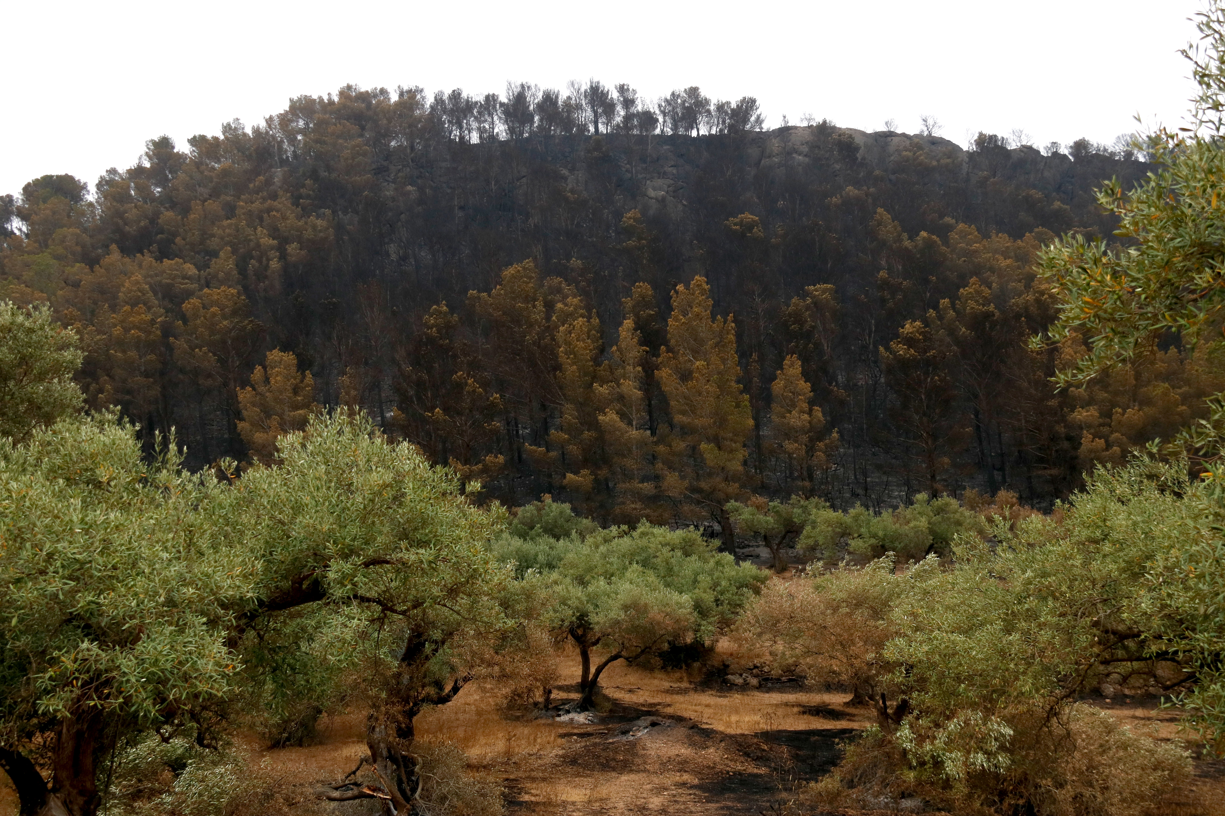 Several trees burned down due to the Paüls wildfire in southern Catalonia